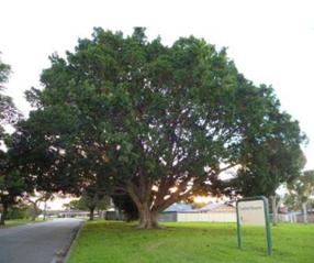 49 - Lambert Reserve.jpg